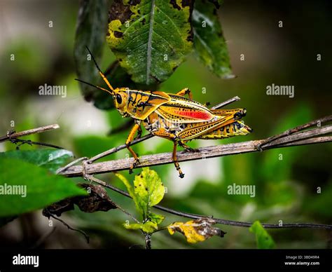 Closeup of Eastern Lubber grasshopper, Romalea microptera, in Big ...