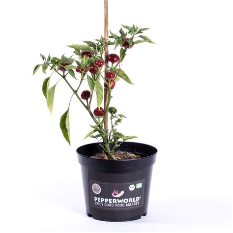 Cherry Bomb2 0 Onlyfans