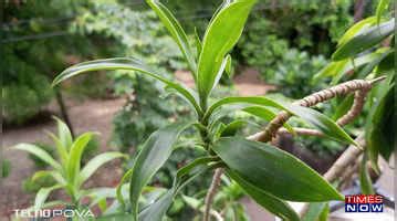 Tecno Pova 3 Review - ticks all the right boxes | Times Now