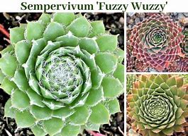 Image result for Succulent with Fuzzy Leaves