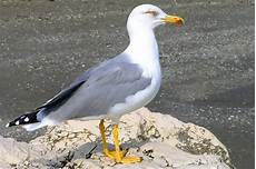 gabbiano femmina larus argentatus maschio o femmina forum natura gabbiano femmina larus argentatus maschio o femmina forum natura