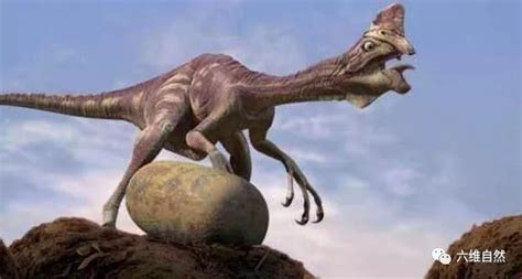 恐龙那么重，为什么压不碎自己的蛋？ - 知乎