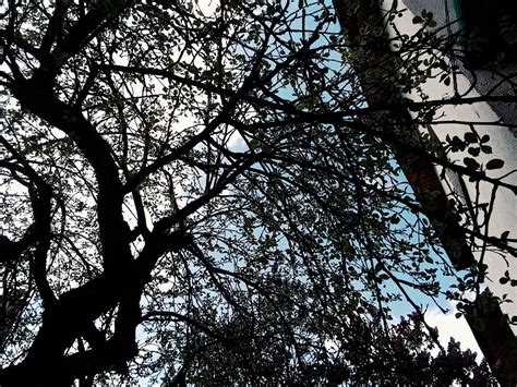 Tree Root Poison 的图像结果