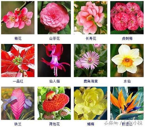 冬天开的花有哪些？ 40余种常见的冬季开花的花卉介绍|天开|哪些-知识百科-川北在线