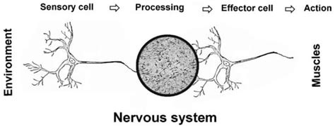 Consciousness: A Strategy for Behavioral Decisions