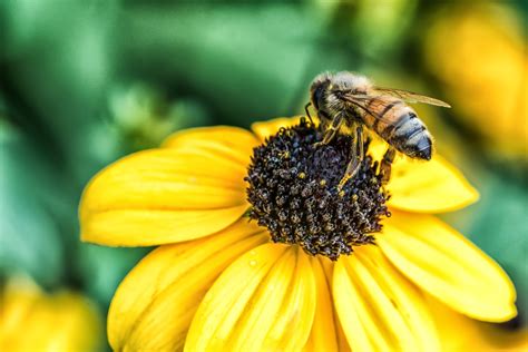 How Flowers Communicate Through Color: The Language of Pollination | Color Meanings