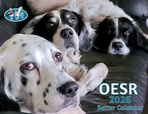 Our English Setter Rescue 2026 Calendar - Yearbox Calendars