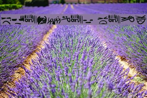 Code Emoticon 的图像结果