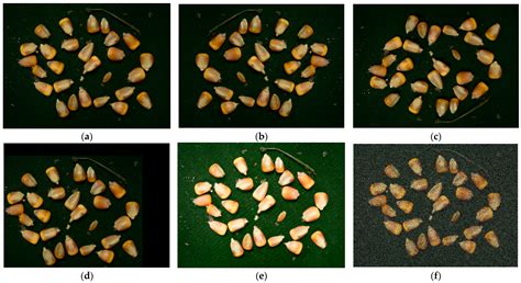 Detection of the Corn Kernel Breakage Rate Based on an Improved Mask ...