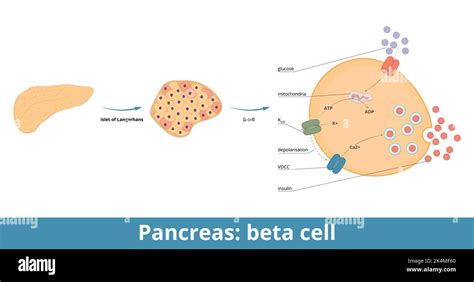 Image result for Beta Cell Structure