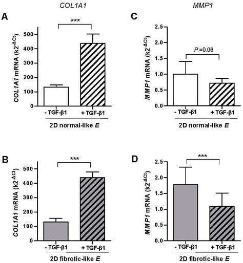 Dysregulated Collagen Homeostasis by Matrix Stiffening and TGF-β1 in ...