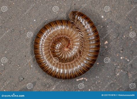 Millipedes Are An Order Of Invertebrates Belonging To The Phylum Arthropoda Stock Image ...