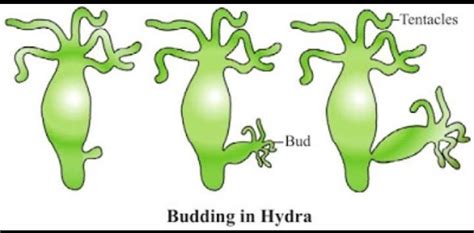 to study the binary fission inamoeba & Buddingin Hydra - Brainly.in
