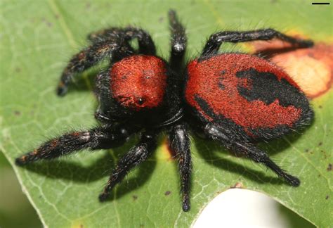 Image result for Spider Species Classification Using Machine Learning