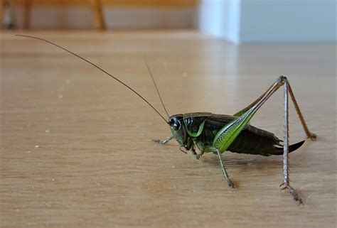 Cricket Vs Grasshopper NEOCID | Insect Blog Spotted Bush Cricket