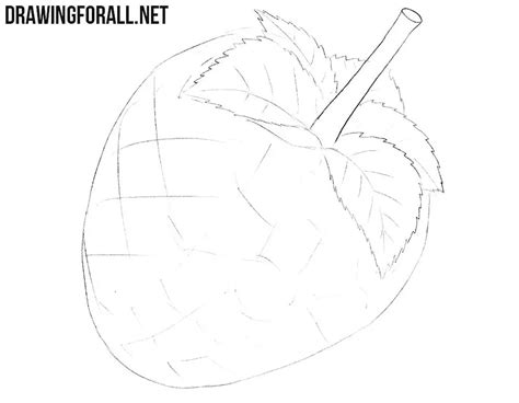 Image result for Raspberry Drawing Tutorial