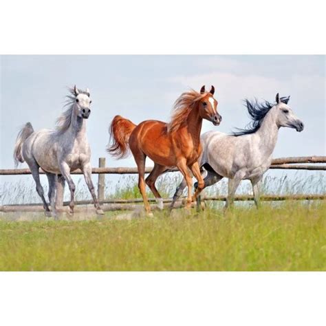Three Horses