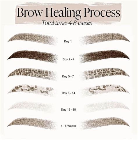Image result for Microblading Process Tutorial Cninese