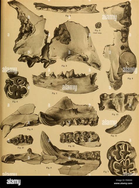 Trinil java hi-res stock photography and images - Alamy