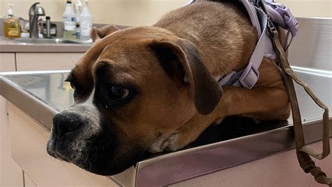 Fundraiser by Brittney Lyon : Support Olive's Fight Against Parvo