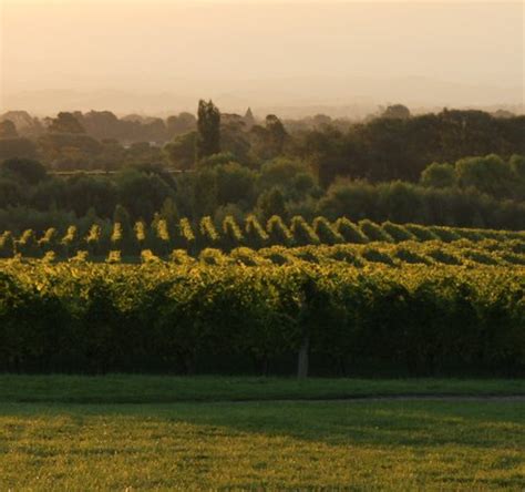 Great wine, great guy! - Reviews, Photos - Grape Escape Wine Tours ...