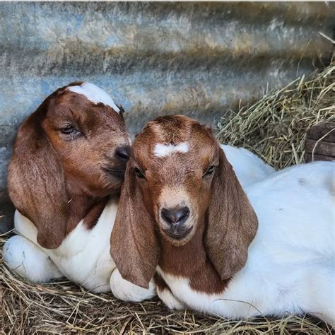 Cute Baby Boer Goats
