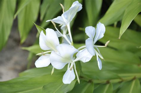 Butterfly Ginger Lily Care - Growing Hedychium Ginger Lilies ...