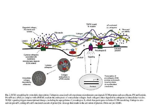 Image result for Fibronectin Molecular Structure