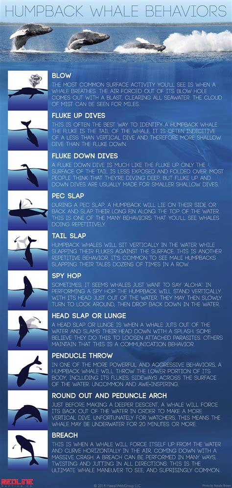 Up Close Maui Whale Watching Tours in Kihei & Wailea
