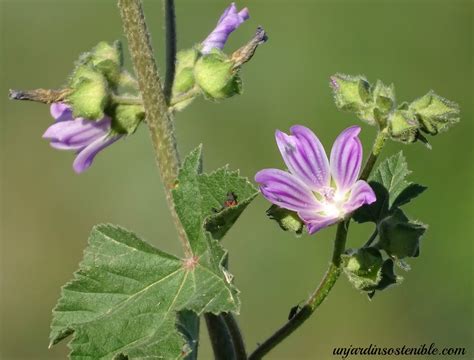 Malva sylvestris (Malva común)