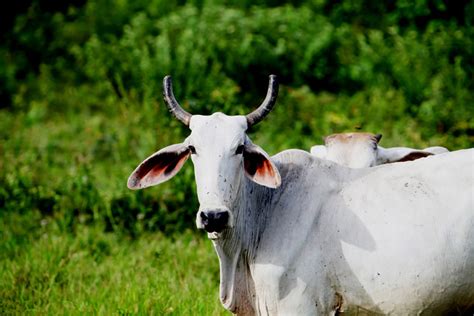 How cattle slaughterhouses are linked to the deforestation of the ...