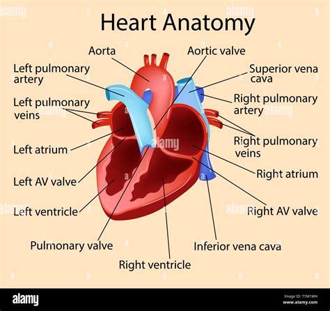 List 91+ Pictures Label The Parts Of The Human Heart. Full HD, 2k, 4k ...