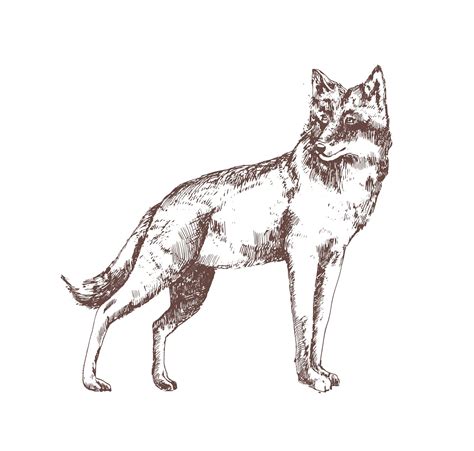 Wilk ręcznie rysowane z liniami konturu na białym tle. Wspaniały ...