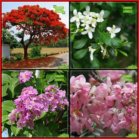 Buy Creative Farmer Heirloom Seeds Combo Tree Seeds : Delonix Regia ...
