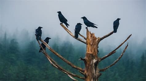 Unkindness Ravens – Bing Wallpaper Download