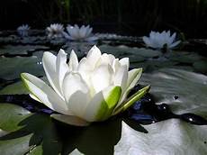 fior di loto significato significato loto significato dei fiori conoscere il fior di loto significato significato loto significato dei fiori conoscere il