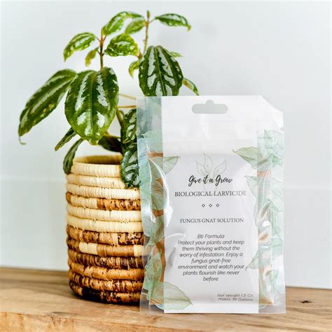 Bti Fungus Gnat Prevention: Effective and Environmentally Friendly ...