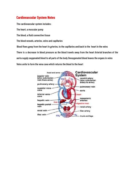 Image result for Cardiovascular System and Function Notes