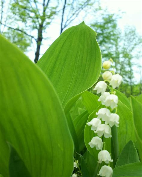 MEMU COLONY OF A LILY OF THE VALLEY (2026) All You Need to Know BEFORE ...