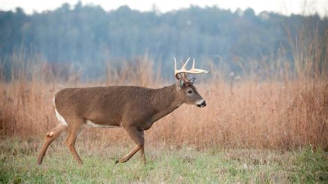 The Best Times to Hunt: Understanding Deer Movement Times