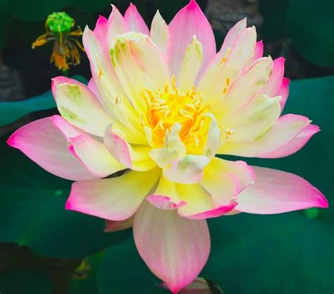 Love Sick Bean Lotus ( code 20 ) – Indian Gardens