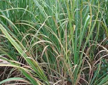 Sugar Cane :: Copper