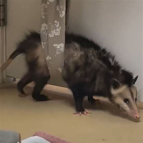 What Happens If A Dog Gets Bit By A Possum