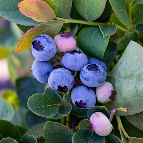 Amazon.com : Legacy Blueberry Bush Live Plant 8-16 Inches Tall - Fully ...