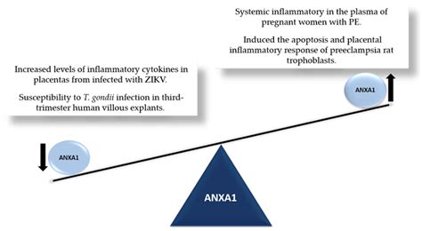 ANNEXIN A1 | Encyclopedia MDPI