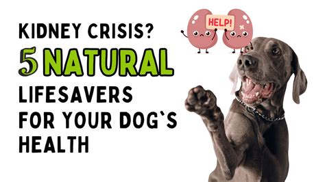 Best Natural Supplements for Dogs with Kidney Problems | Unl