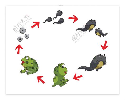 小蝌蚪与小青蛙图片素材-编号31265534-图行天下