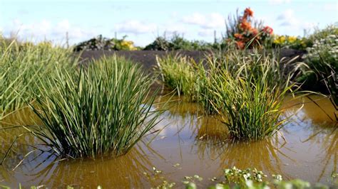 UK's first rice crop ripe for picking after hot summer - BBC News - can you grow rice from rice