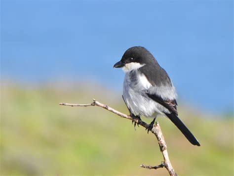 Southern Fiscal (Southern) - eBird