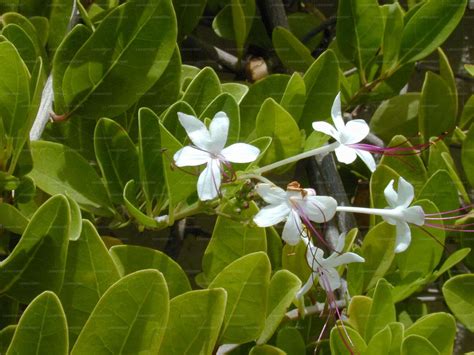 Clerodendrum indicum (Siritekku) – Lakpura®
